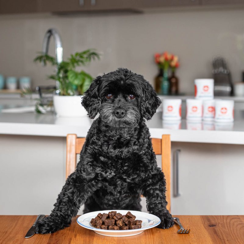 dog sitting at kitchen breakfast table with chews on plate